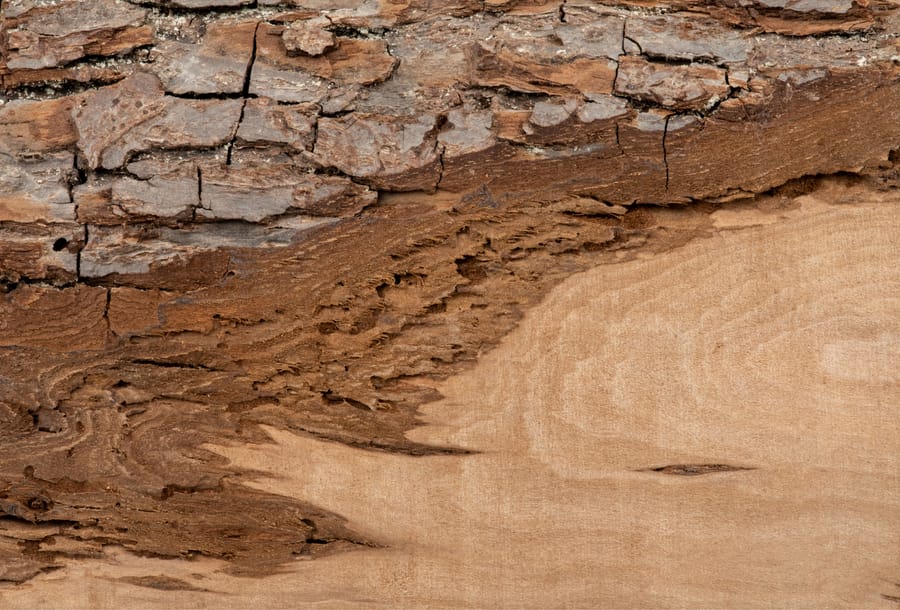 Header Background wood